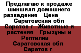 Предлагаю к продаже шиншилл домашнего разведения › Цена ­ 3 000 - Саратовская обл., Саратов г. Животные и растения » Грызуны и Рептилии   . Саратовская обл.,Саратов г.